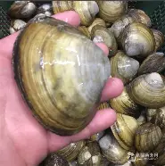 贝乐贝乐贝乐，趣味可眷宗，维罗那降级嫡何？